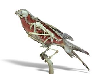 bird dissection