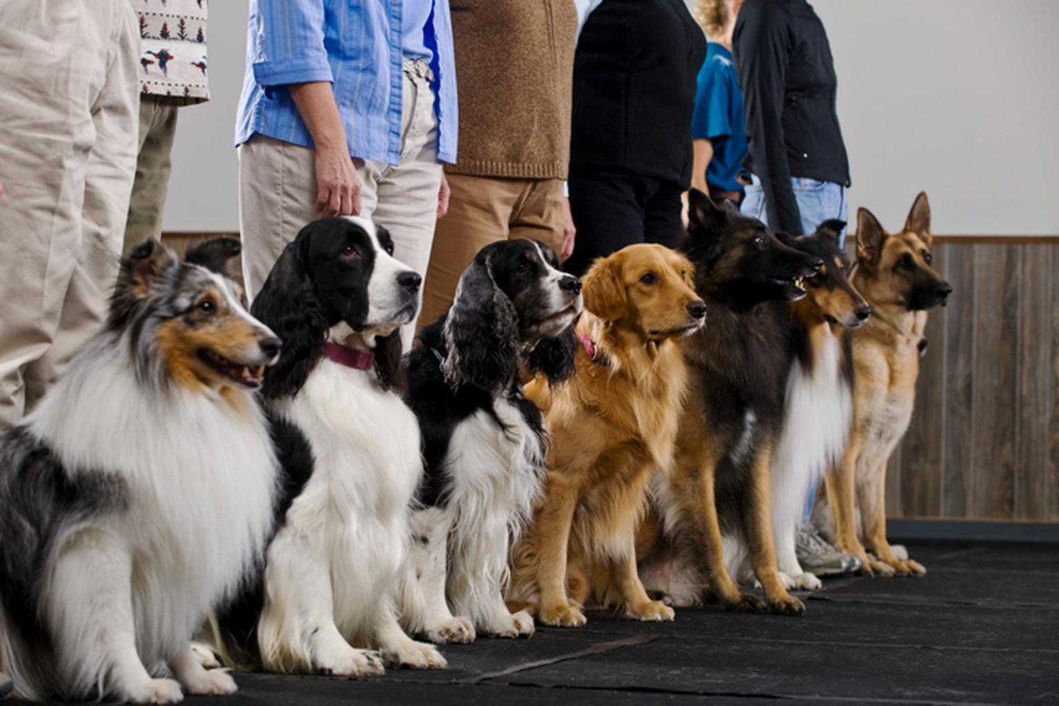 Dog store obedience camp